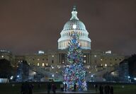 U.S. Capitol Christmas tree