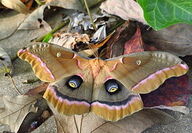 Polyphemus moths