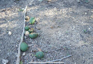 avocados on the ground