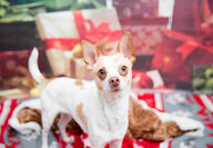 dog with Christmas gifts