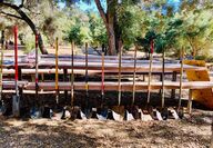 tools to plant oak trees