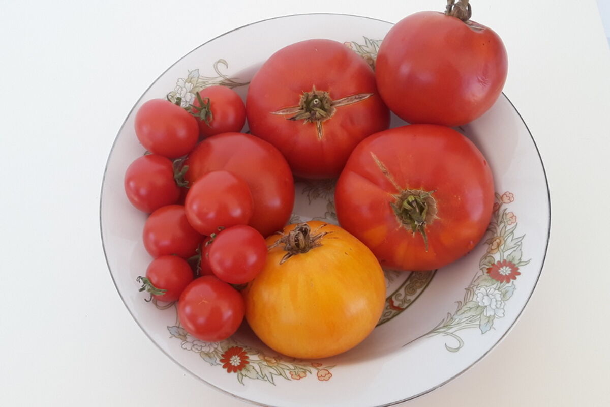 Bowl%20of%20tomatoes