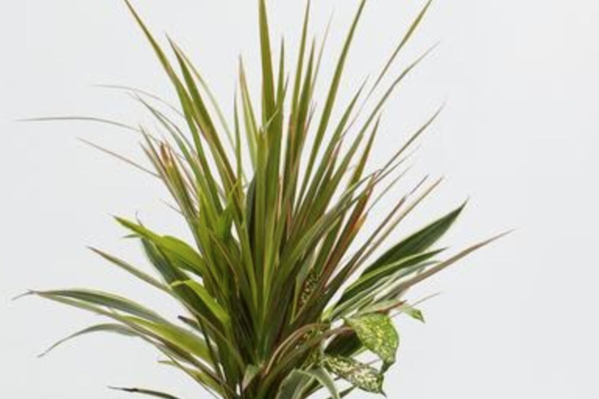 Dracaena%20Collection%20Red%20Leaf