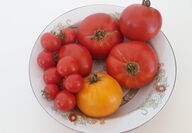 Bowl of tomatoes