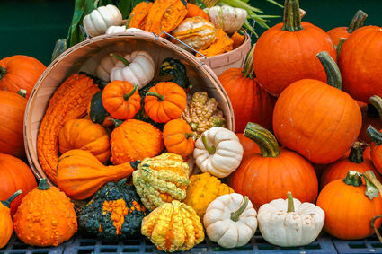 Pumpkins, gourds and squash make fall colorful - Village News